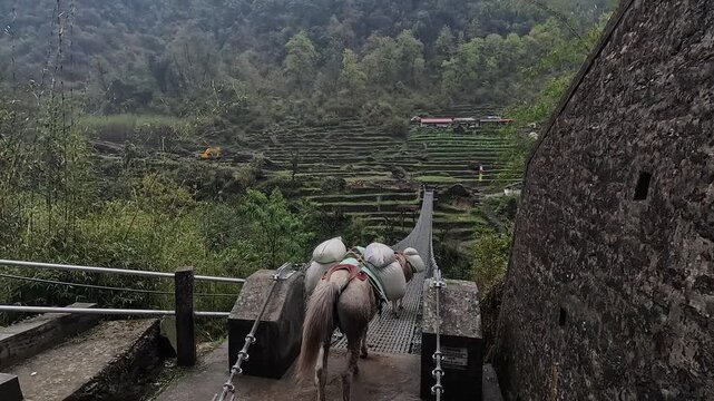 Pack mules cross the Chhomrong suspension bridge above green rice terraces, Nepal