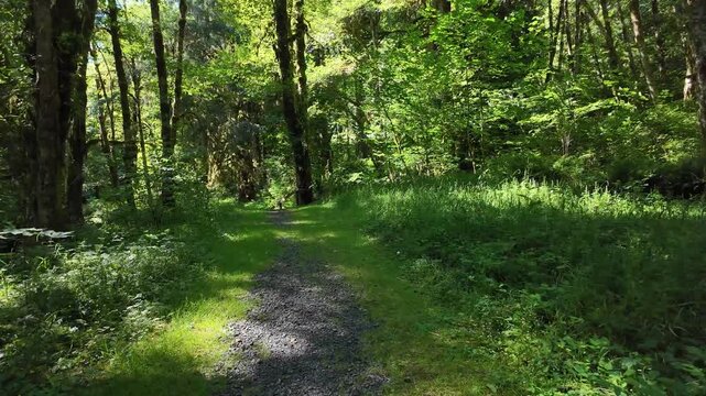 4K smooth stabilized footage hiking along scenic forest trails near Fishhawk Falls in Oregon, USA through lush Pacific Northwest woodland with tall evergreen trees and summer greenery