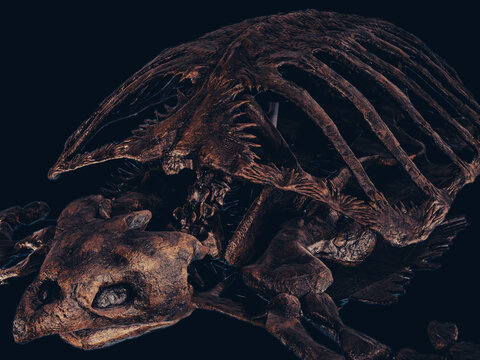 Archelon Skull and Shell Fragment