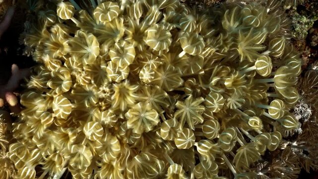 Delicate coral polyps waving gently in clear ocean currents