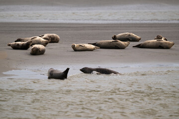 Phoque gris, © JAG IMAGES