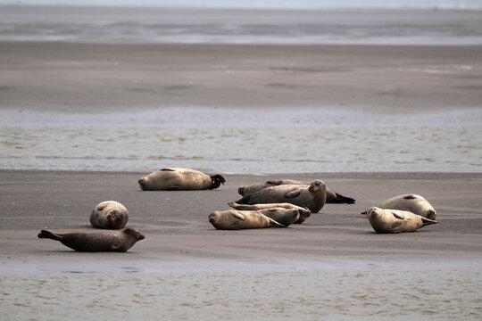 Phoque gris,