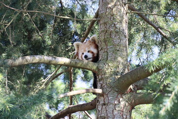 Fototapeta premium Red Panda