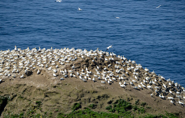 Fou de Bassan, © JAG IMAGES