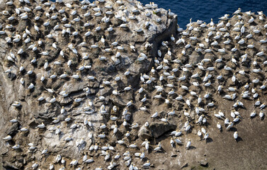 Fou de Bassan, © JAG IMAGES