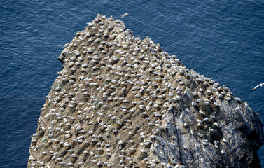 Fou de Bassan, © JAG IMAGES