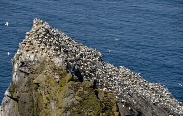 Fou de Bassan, © JAG IMAGES
