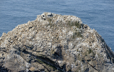 Fou de Bassan, © JAG IMAGES