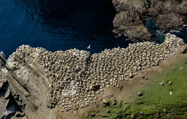 Fou de Bassan, © JAG IMAGES