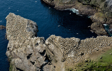 Fou de Bassan, © JAG IMAGES