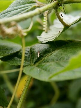 A close-up macro shot of a small whitefly insect and aphid exuviae (shed skin) resting on a green textured leaf in a plantation garden, depicting a common agricultural plant pest problem.