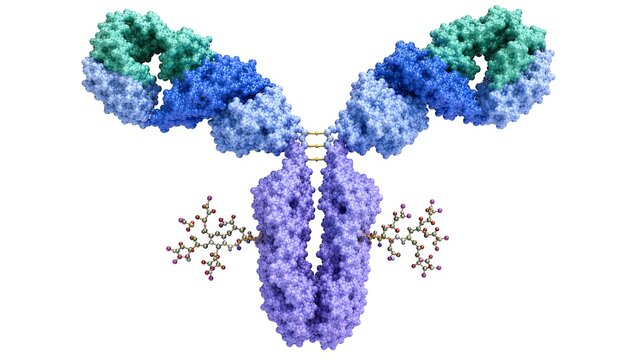 Human IgG Antibody Molecular Structure Atomic Surface Model with Fc Glycans Isolated on White Background