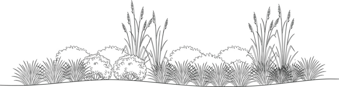 Landscape Shrub Border Line Art with Ornamental Grasses and Bushes