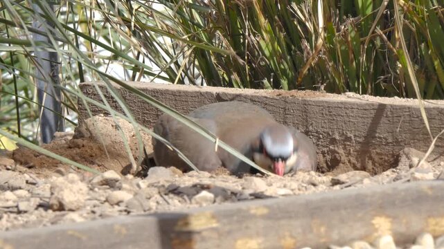 Bird pecking in the dirt