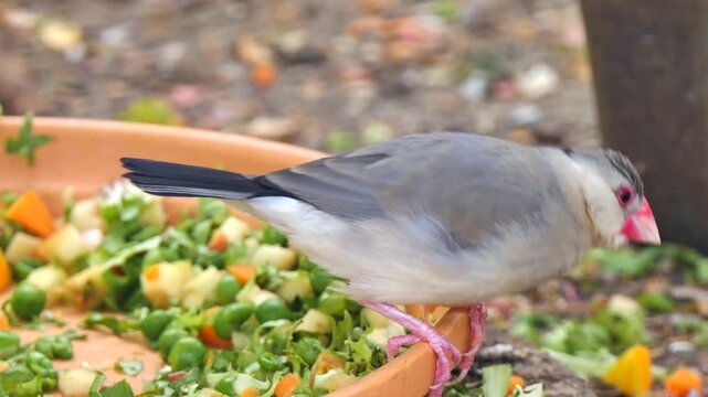 Bird eating from a food bowl