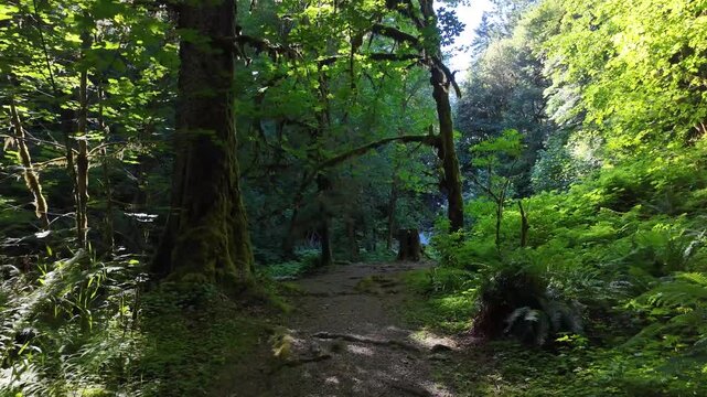 4K smooth stabilized footage hiking along scenic forest trails near Fishhawk Falls in Oregon, USA through lush Pacific Northwest woodland with tall evergreen trees and summer greenery