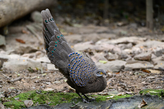 Gray Peacock-Pheasant standing on a mossy patch of the ground