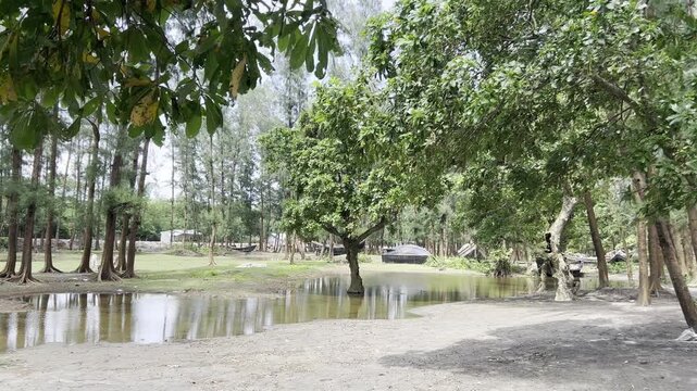 Peaceful rural landscape with tall trees, calm pond and wooden boats in a Bangladeshi village