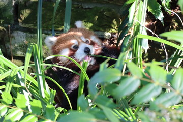Fototapeta premium Red Panda