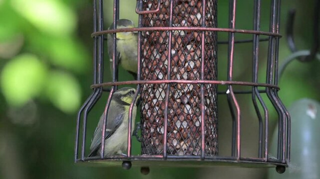 Baby Eurasian Blue Tits just fledged feeding on a bird feeder.