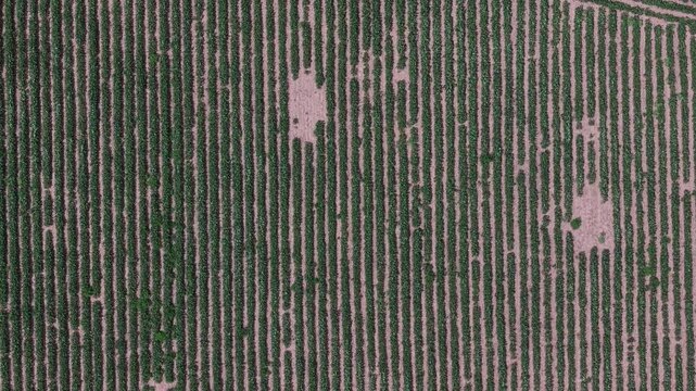 An aerial top-down view shows organized green crop rows growing in a rural field, highlighting industrial agriculture and modern farming.