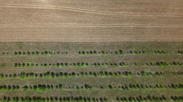 An aerial perspective shows new green crops in structured rows, sharply contrasting a vast expanse of dry, harvested land.