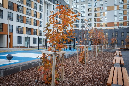 Courtyard scene with young autumn trees, wooden benches and fallen leaves on ground