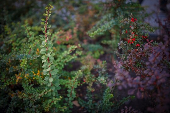 Macro view of shrub branch with colorful autumn foliage in evening light