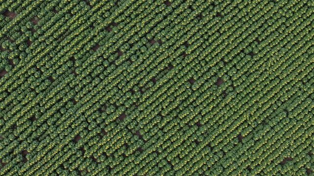 An overhead drone perspective showing vast rows of young sunflower plants in a symmetrical pattern across a rural agricultural landscape.