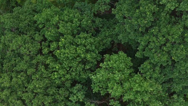 An aerial perspective captures a dense forest canopy with vibrant green oak leaves, showcasing the organic texture of natural woodland.