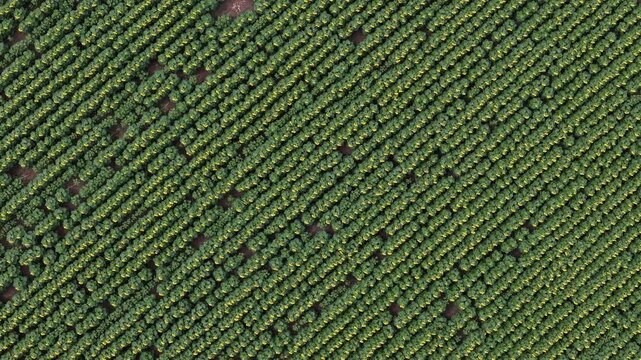 An aerial perspective showcases symmetrical rows of green sunflowers across a vast agricultural field, highlighting orderly patterns and organic growth.