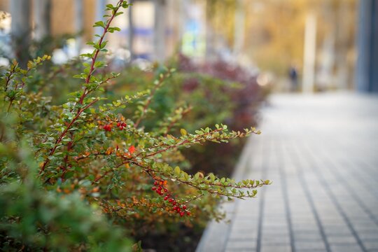 Rosehip shrub branch with red berries growing along paved pathway