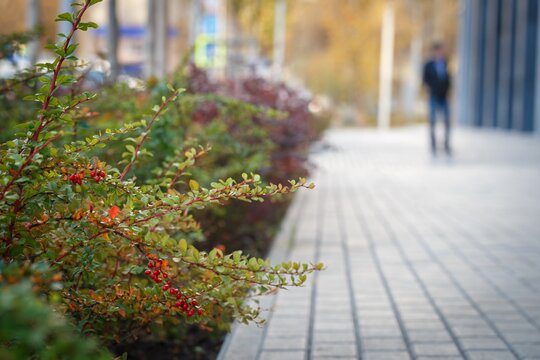 Rosehip shrub branch with red berries along pedestrian pathway with blurred people