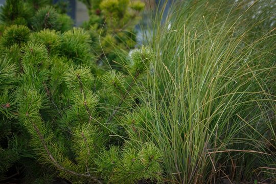 Ornamental grass planting growing in residential courtyard landscaping