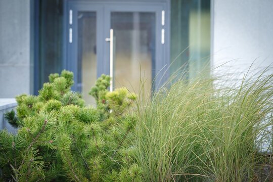 Ornamental grass planting near glass entrance doors of apartment building