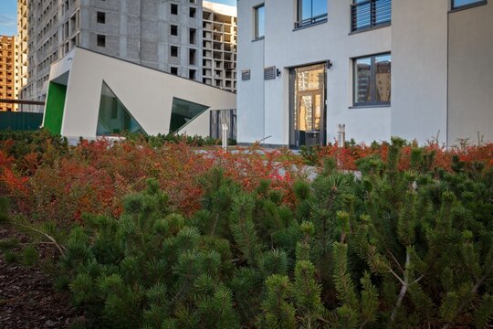 Autumn colored shrubs and pine planting near modern apartment buildings