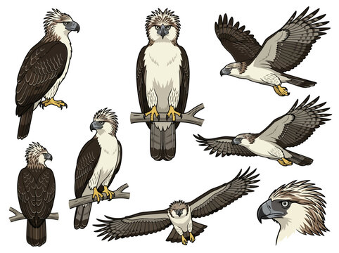 A collection of detailed illustrations featuring the Philippine Eagle in various poses and flight patterns.