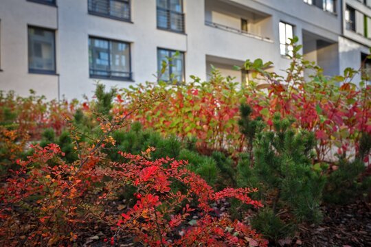 Red colored autumn shrubs growing along courtyard pathway