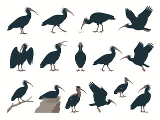 Fototapeta premium A collection of dark silhouettes depicting various poses and behaviors of the Northern Bald Ibis bird.