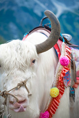 exceptionally rare white yak in jade dragon snow mountain © Chad Photo