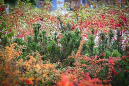 Mixed autumn colored shrubs and pine planting in courtyard flowerbed