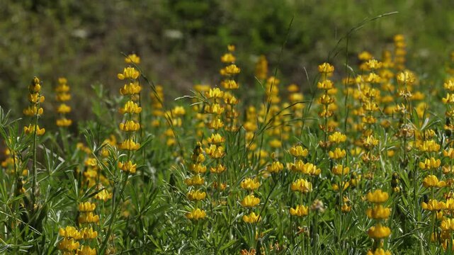Farming fields full of Lupin beans flowering plants for rotational crop.