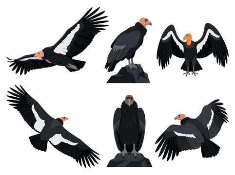 A collection of California condors depicted in various poses including flying and perched on rocks.