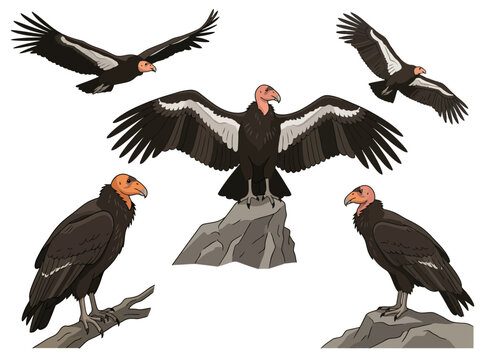 A collection of California condors in various poses including flying perched and standing.