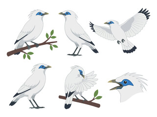 Fototapeta premium A collection of Bali Myna birds in various poses and actions.