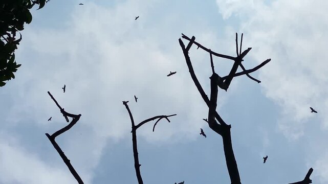 Eagle birds flying in the sky over bare tree branches, looking up view