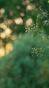 Vertical video of beautiful golden sunset sunbeams shining through lush green tree branches with a soft blurry bokeh forest background. Countryside summer mood.