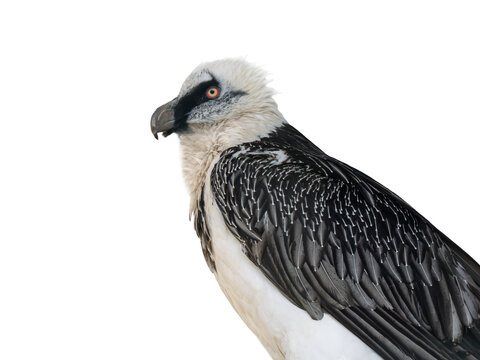 Bearded vulture profile portrait isolated on a white background.