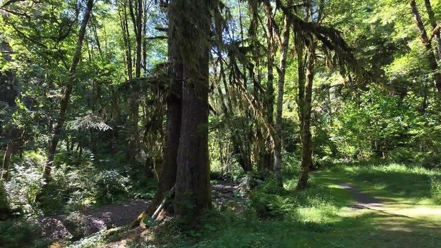 4K smooth stabilized footage hiking along scenic forest trails near Fishhawk Falls in Oregon, USA through lush Pacific Northwest woodland with tall evergreen trees and summer greenery