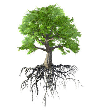 tree with roots isolated on transparent background, 3D illustration